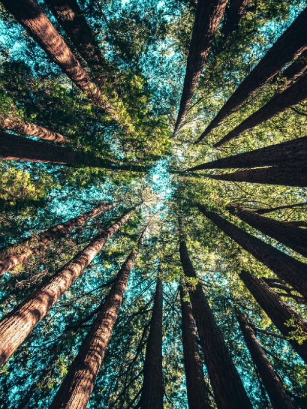 Our Blog Trees 02